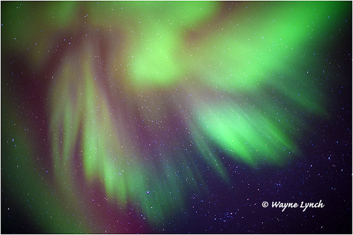 Aurora Borealis 45 by Dr. Wayne Lynch &copy;